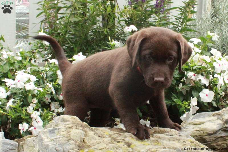 Odette Chocolate Labrador Retriever Puppy For Sale in Pennsylvania