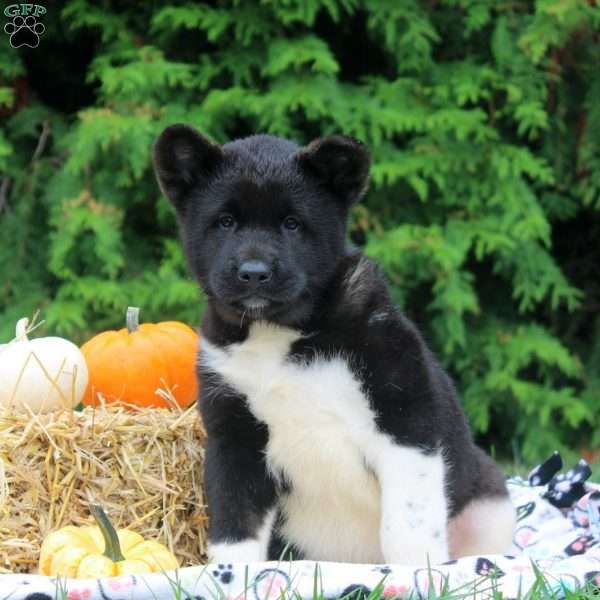 Olive, Akita Puppy