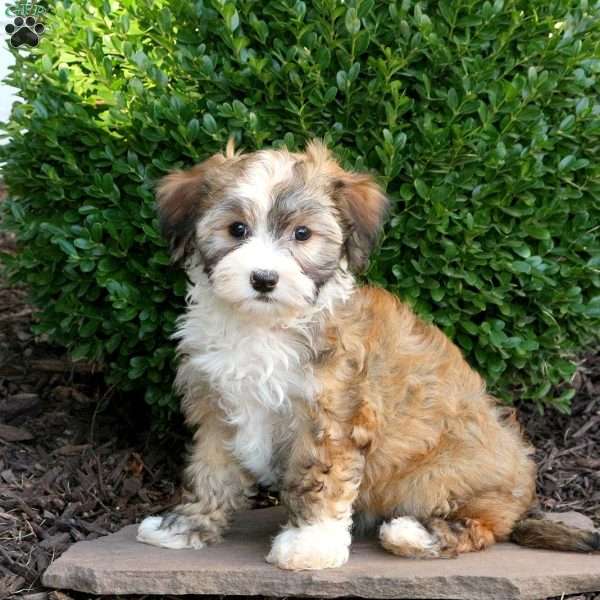 Olive, Havanese Puppy