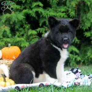 Olive, Akita Puppy