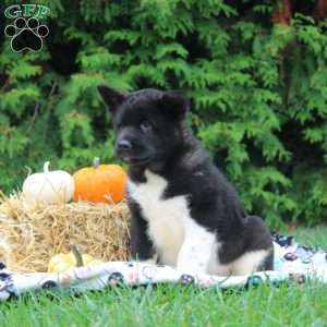 Olive, Akita Puppy