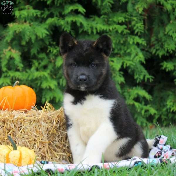 Oliver, Akita Puppy