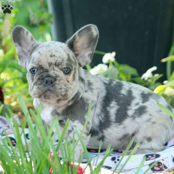 Oliver, French Bulldog Puppy