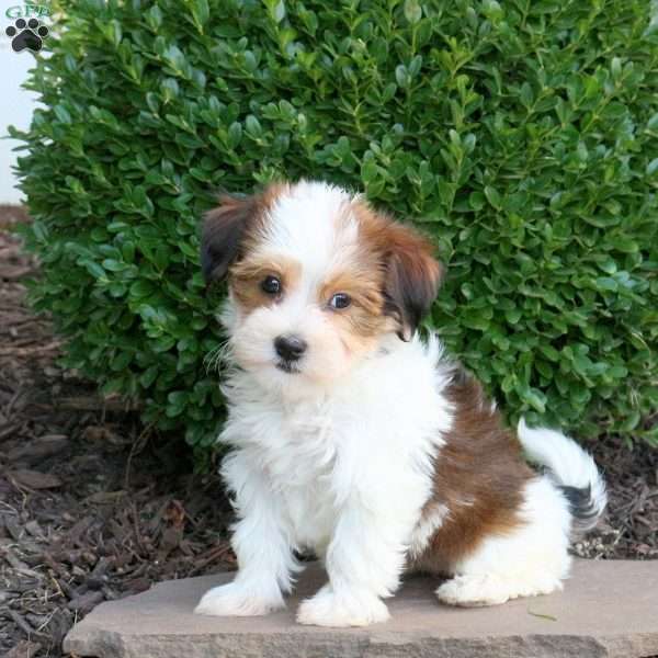 Olivia, Havanese Puppy