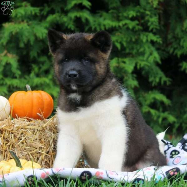 Omar, Akita Puppy