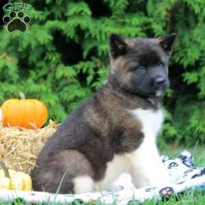 Omar, Akita Puppy