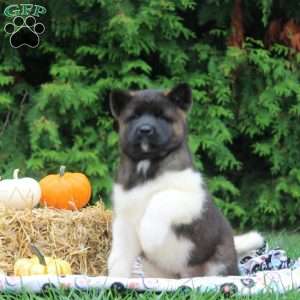 Omar, Akita Puppy