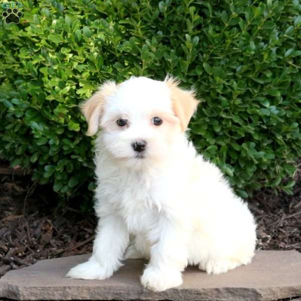 Onya, Havanese Puppy