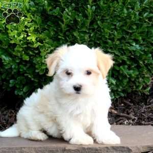 Onya, Havanese Puppy