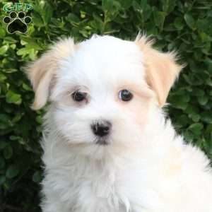 Onya, Havanese Puppy