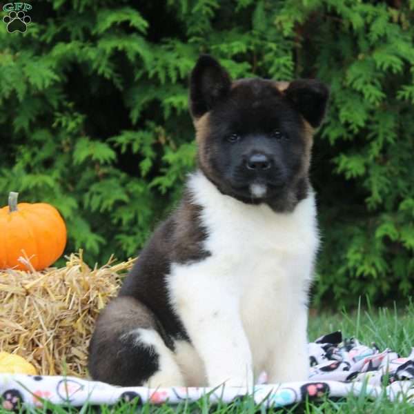 Opal, Akita Puppy