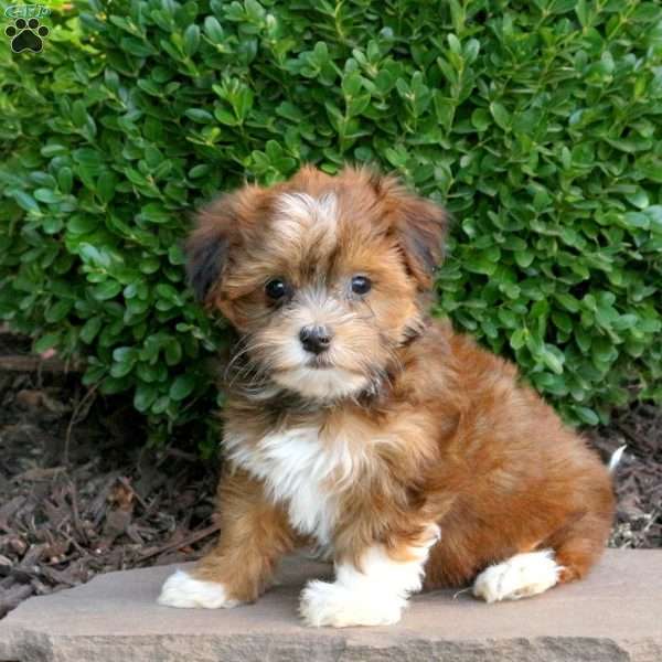 Oreo, Havanese Puppy