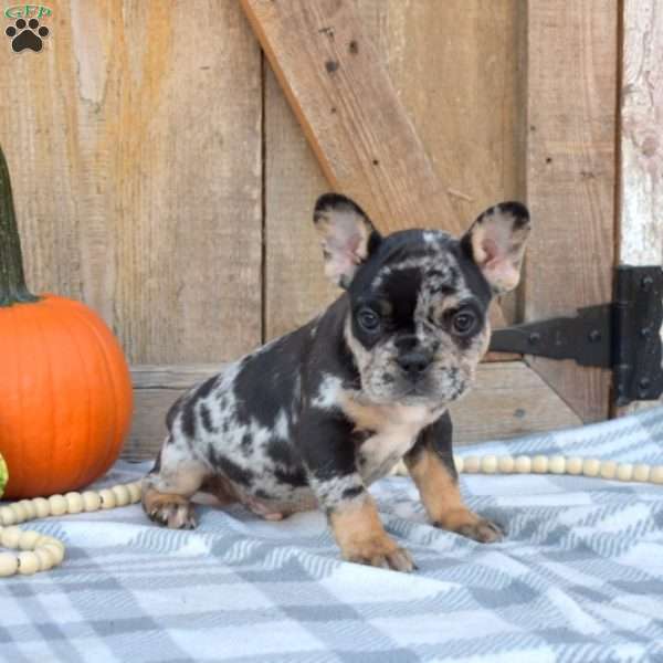 Oreo, French Bulldog Puppy