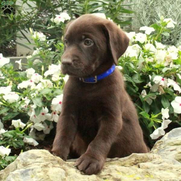 Oscar, Chocolate Labrador Retriever Puppy