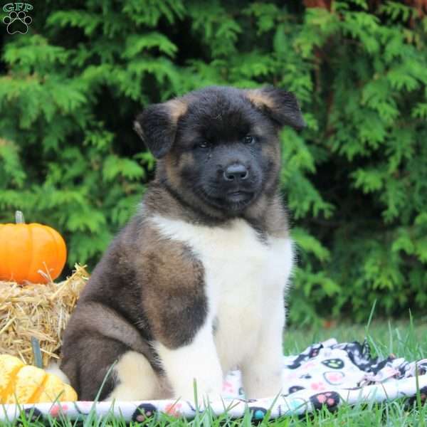 Oscar, Akita Puppy