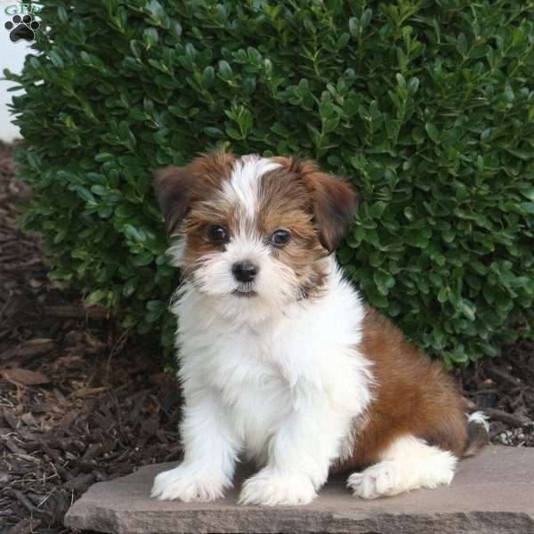 Oscar, Havanese Puppy