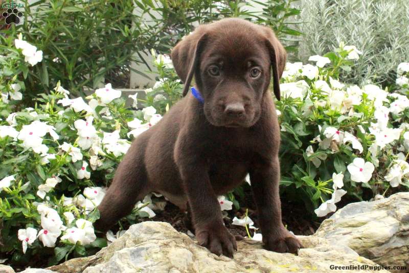 Oscar Chocolate Labrador Retriever Puppy For Sale in Pennsylvania