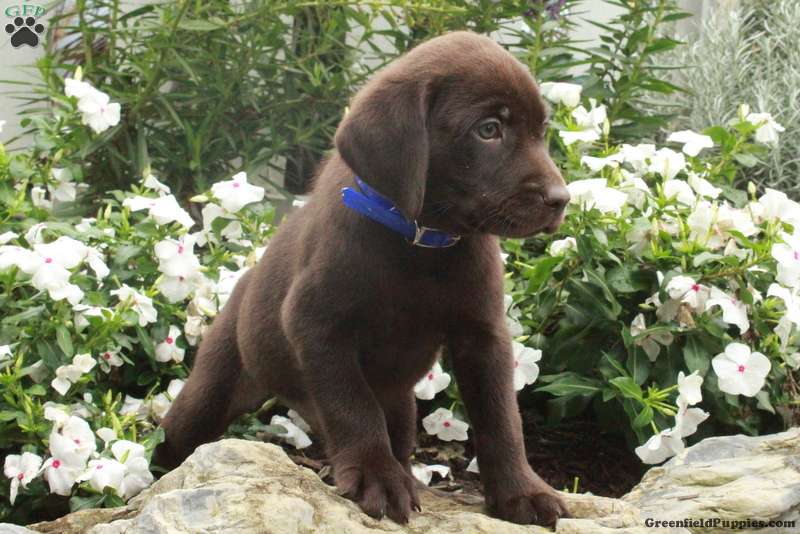 Oscar Chocolate Labrador Retriever Puppy For Sale in Pennsylvania