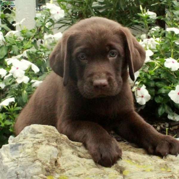 Otis, Chocolate Labrador Retriever Puppy