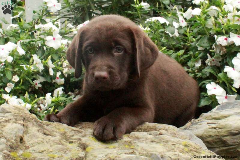 Otis Chocolate Labrador Retriever Puppy For Sale in Pennsylvania