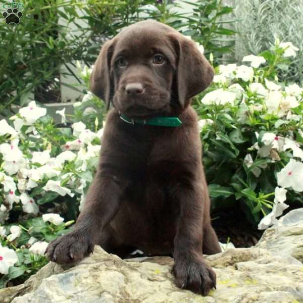 Ottilie, Chocolate Labrador Retriever Puppy