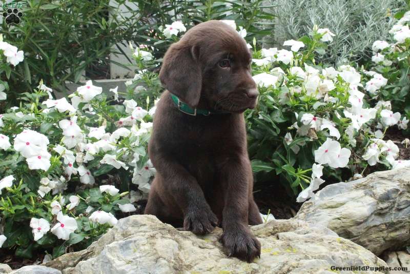 Ottilie Chocolate Labrador Retriever Puppy For Sale in Pennsylvania