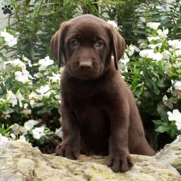 Otto, Chocolate Labrador Retriever Puppy