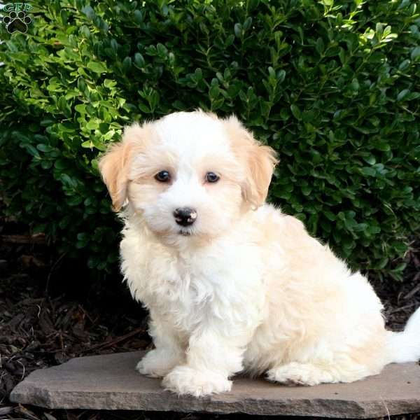 Otto, Havanese Puppy