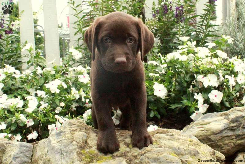 Otto Chocolate Labrador Retriever Puppy For Sale in Pennsylvania