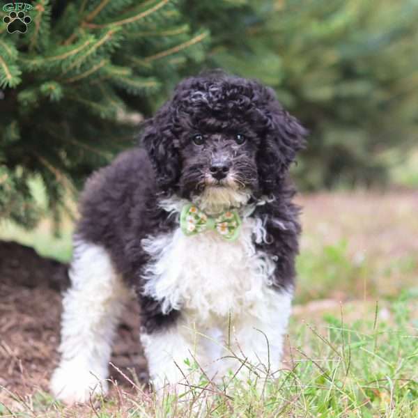 Ozzy, Miniature Poodle Puppy