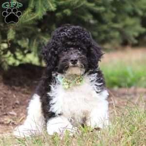 Ozzy, Miniature Poodle Puppy