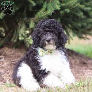 Ozzy, Miniature Poodle Puppy