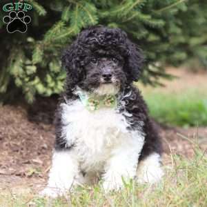 Ozzy, Miniature Poodle Puppy