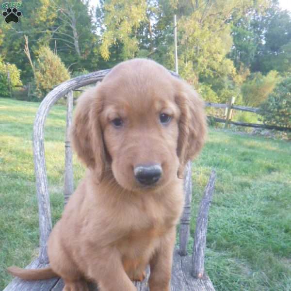 Owen, Golden Irish Puppy