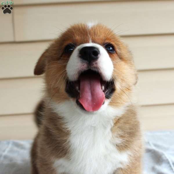 Parkin, Pembroke Welsh Corgi Puppy