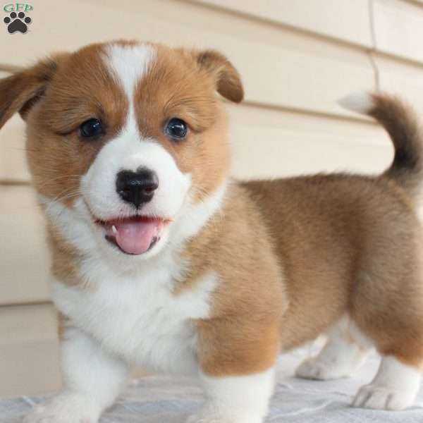 Pipop, Pembroke Welsh Corgi Puppy