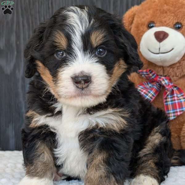 Parker, Mini Bernedoodle Puppy