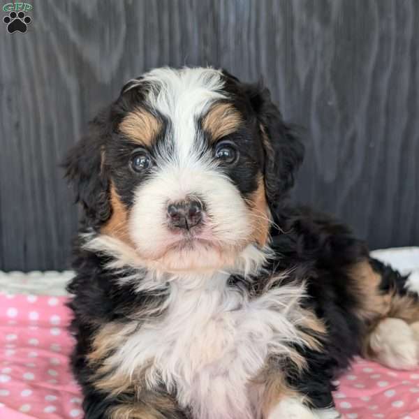 Daisy, Mini Bernedoodle Puppy