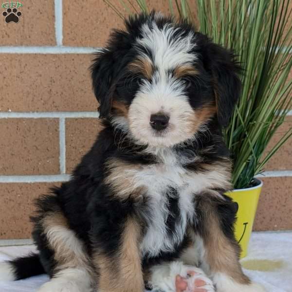 Lilly, Mini Bernedoodle Puppy