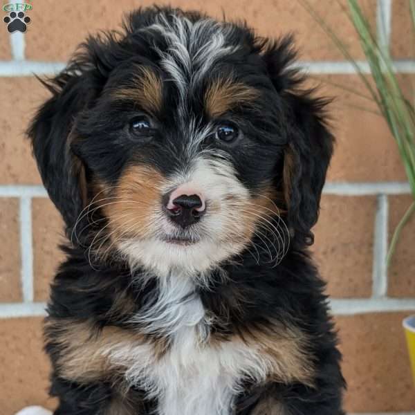 Gracie, Mini Bernedoodle Puppy