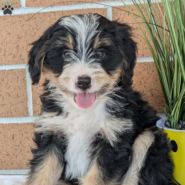 Bella, Mini Bernedoodle Puppy