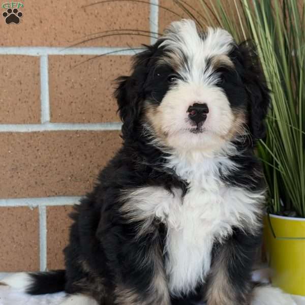 Alex, Mini Bernedoodle Puppy