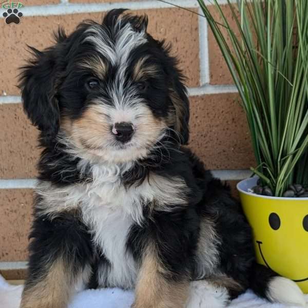 Brady, Mini Bernedoodle Puppy