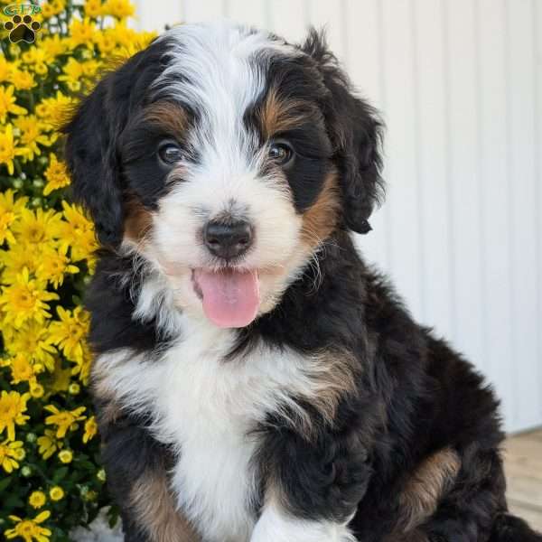 Brady, Mini Bernedoodle Puppy