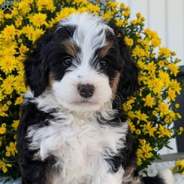 Molly, Mini Bernedoodle Puppy