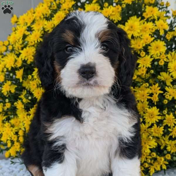 Dakota, Mini Bernedoodle Puppy