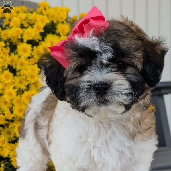 Kailey, Teddy Bear Puppy