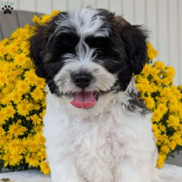 Jake, Teddy Bear Puppy