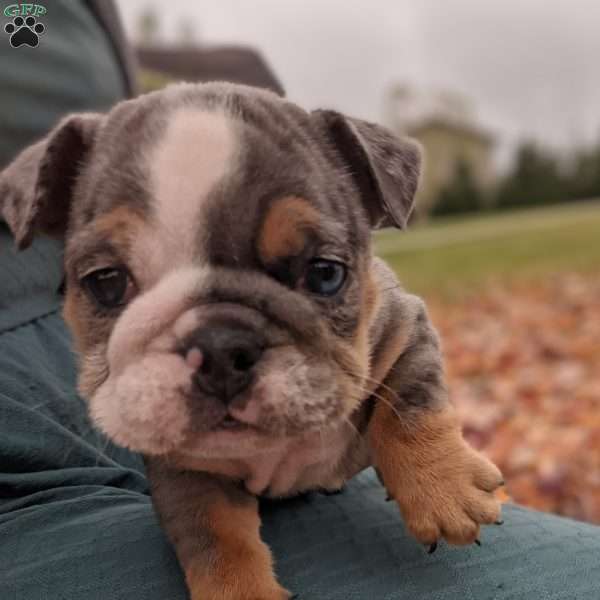 Ariel, English Bulldog Puppy