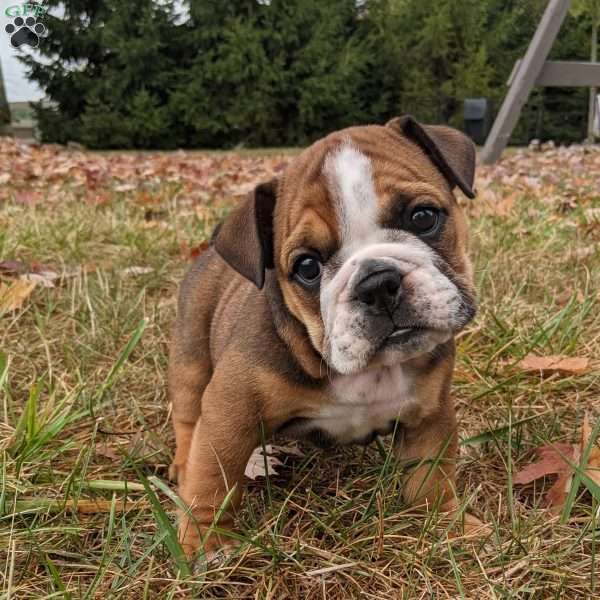 Sadie, English Bulldog Puppy